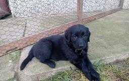 Flat Coated Retriever szczeniak - FCI -ZKwP