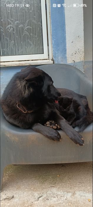 Wolfdog checo X pastor belga