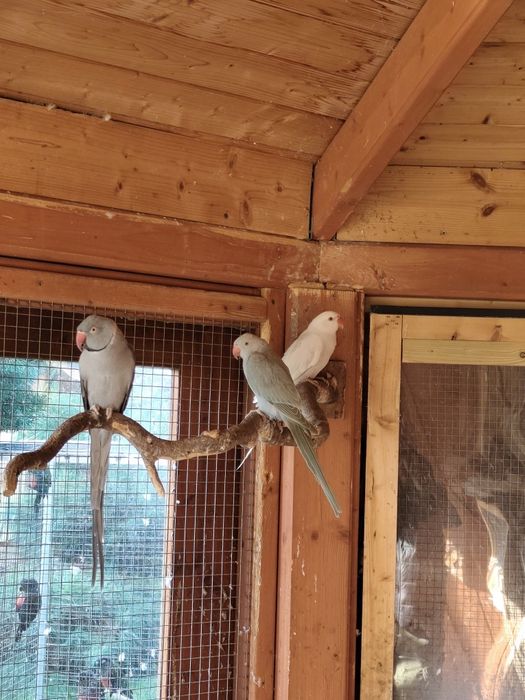 Aleksandretty obrożne