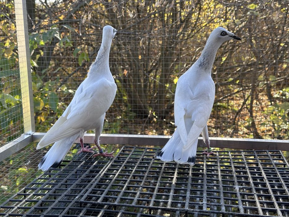 Srebrniaki wyloty 25r