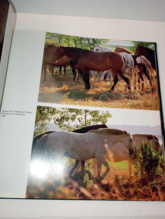 Cavalo Lusitano - O Filho do Vento