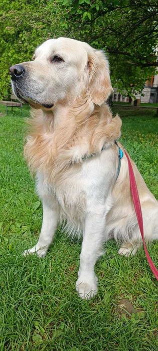 В'язка Золотистий Ретривер