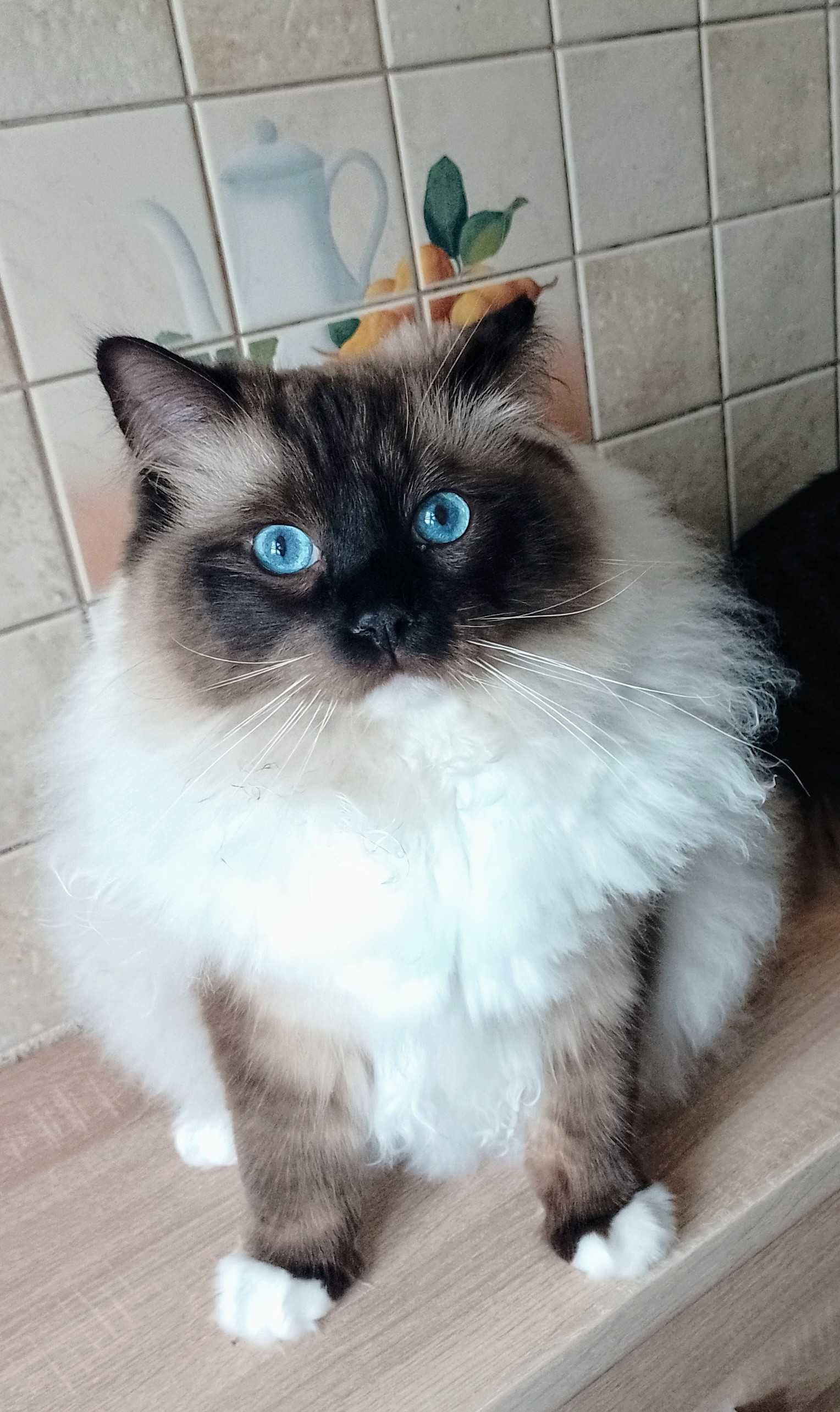 Roczny Ragdool, kocurek seal mitted