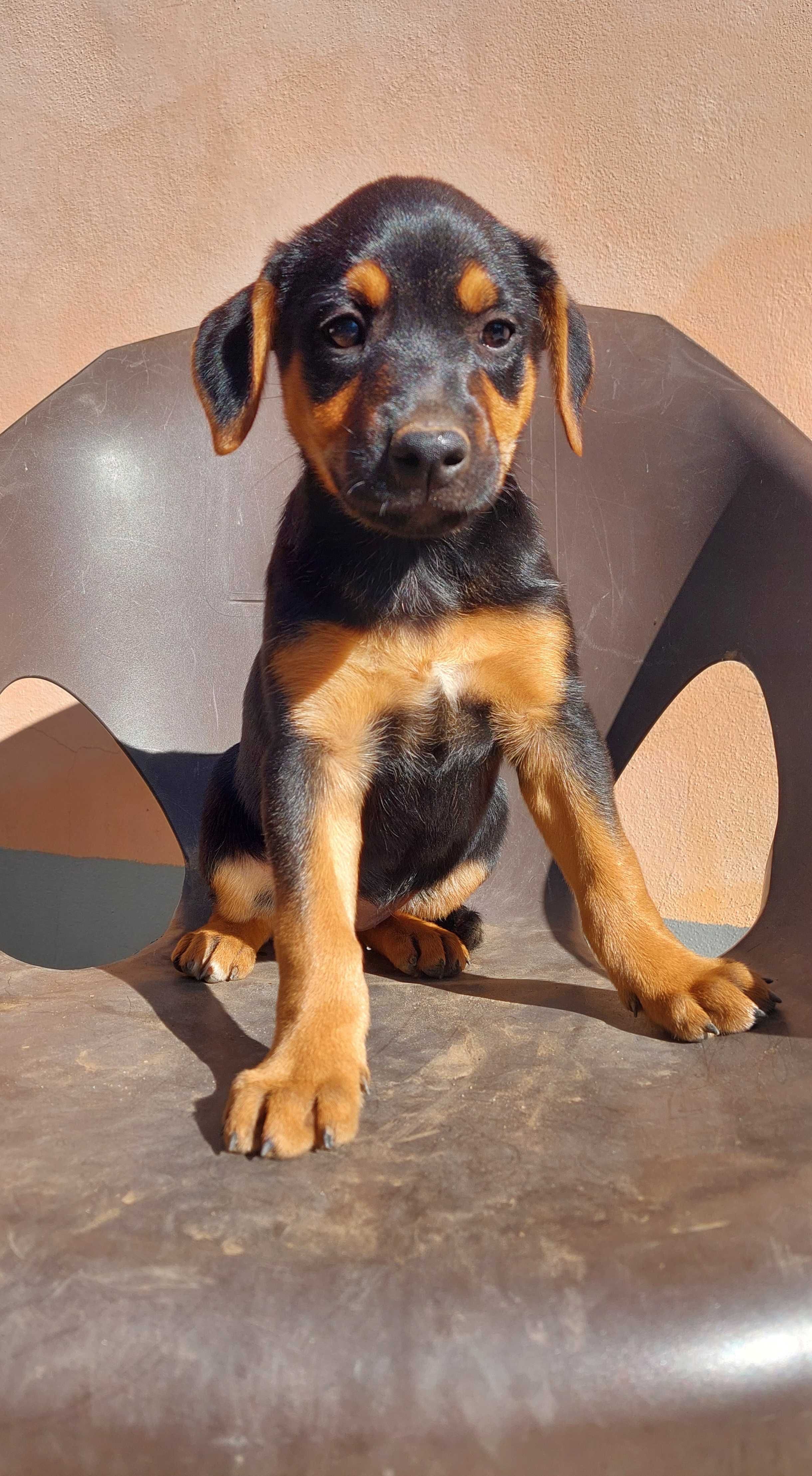 Cães para adoção