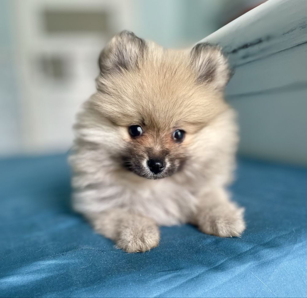 Szpic miniaturowy/pomeranian/sunia