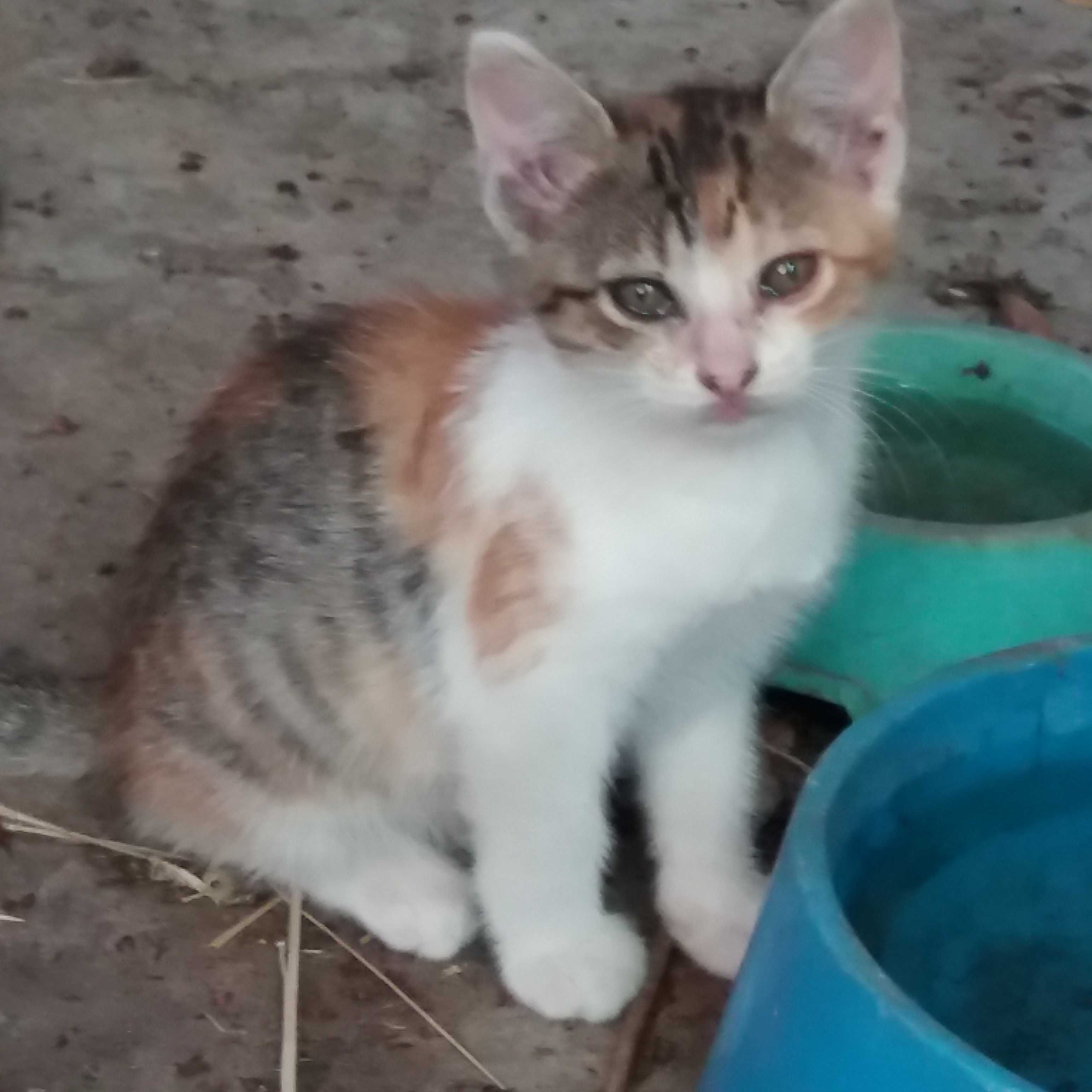 dou gatinhos com 3 meses