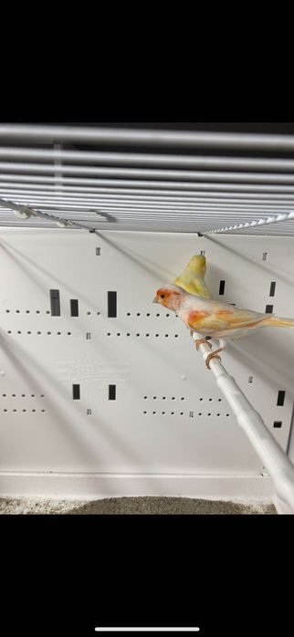 Kanarki mozajka czerwona