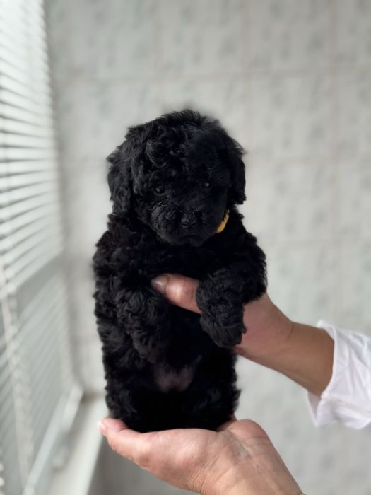 Пудель той черный окрас