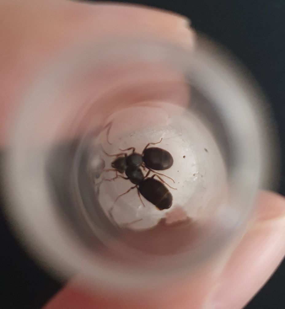 Mrówki 2 królowe Lasius n.