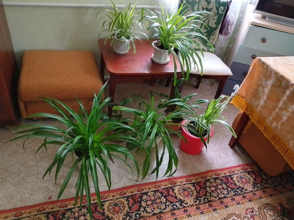 Продам недорого Комнатные растения
