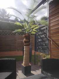 Sztuczna palma.