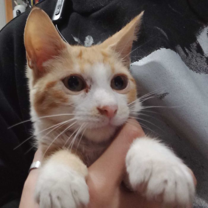 Gatinhos para adotar