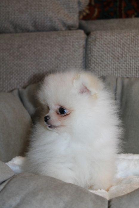 Бомбические мини шпицули