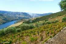 Terreno misto com vista total sobre o Rio Douro