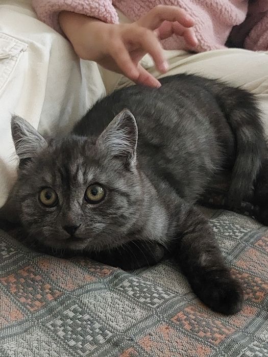 Котик 3міс шукає родину