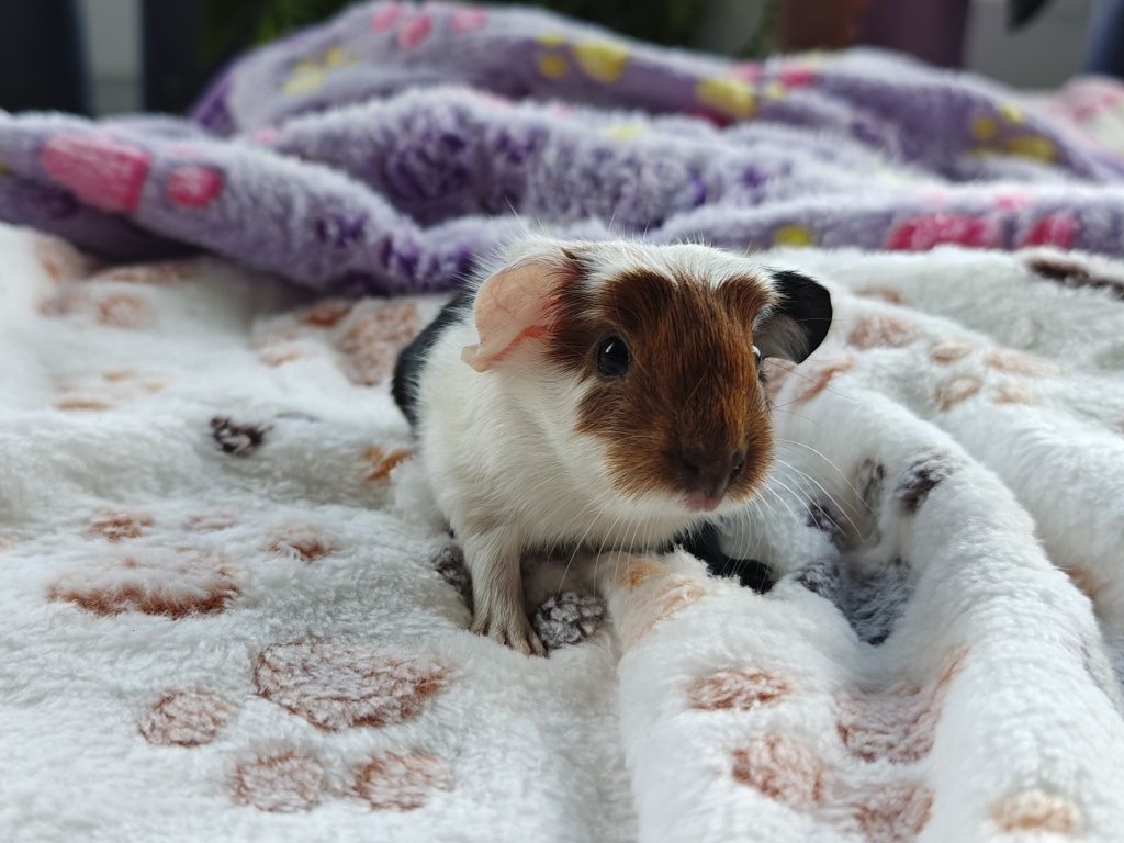 Świnki morskie Crested do rezerwacji