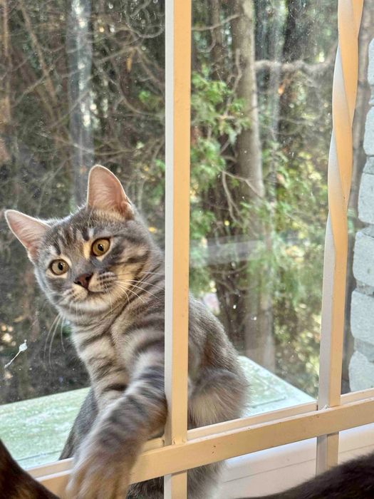 Кошенята,5 міс,оброблені від бліх,глистів,вакциновані,ходять на лоток