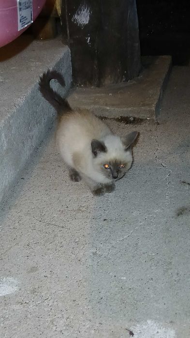 Gatinhos para adoção