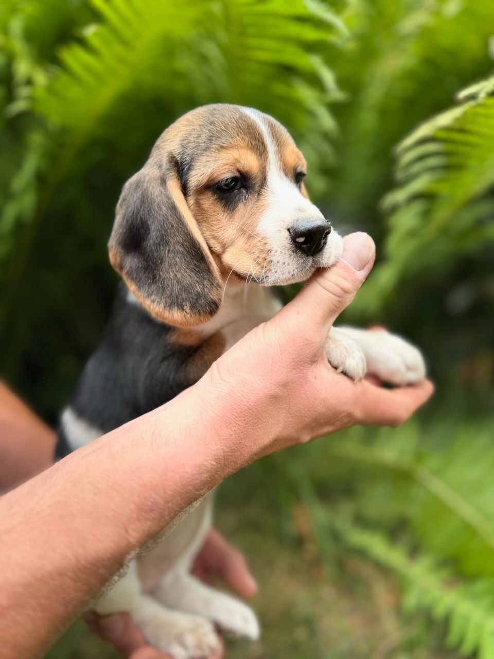 Cudowna Beagle sunia z rodowodem wielopokoleniowym