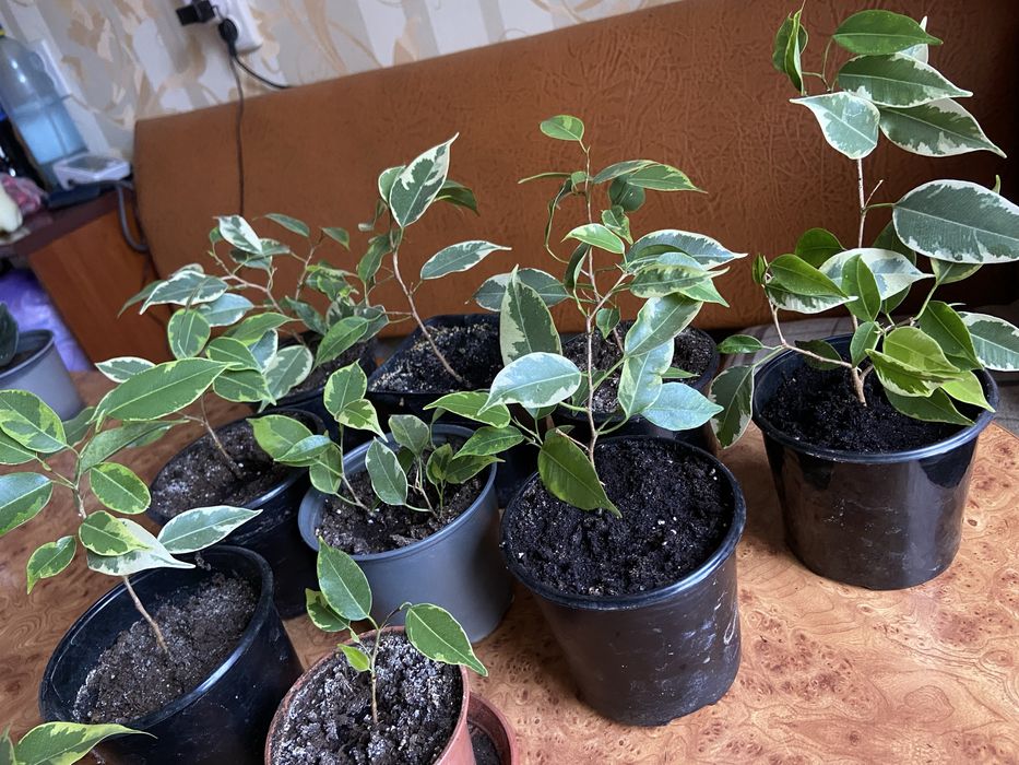 Бенджамина фикус