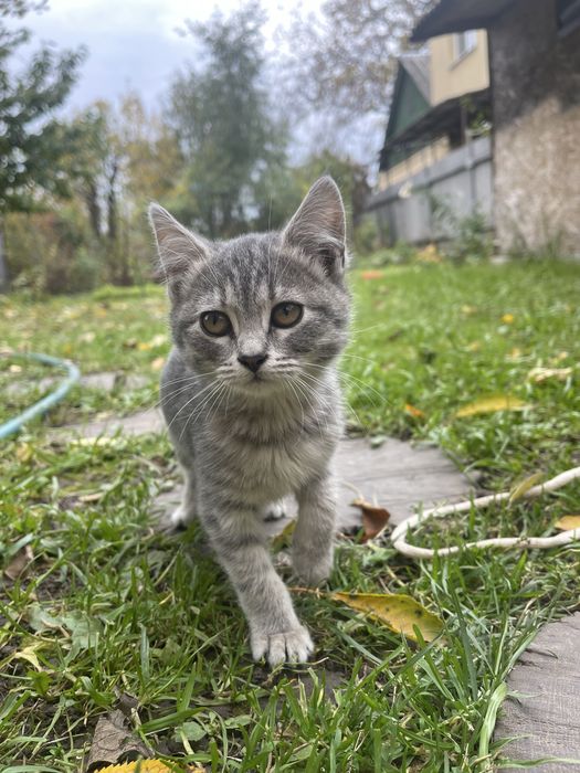 Віддам кошеня дівчинку в хороші руки