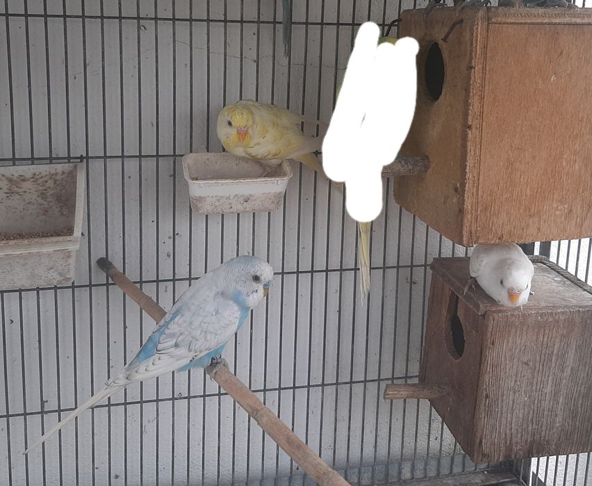 Vendo piriquitos anilhados