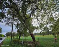 Quinta a 2Kms da cidade Castelo Branco 12,69 Hectares