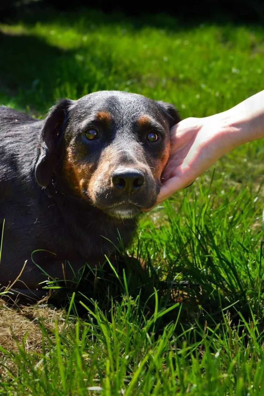 Podarujmy ringo nowy dom