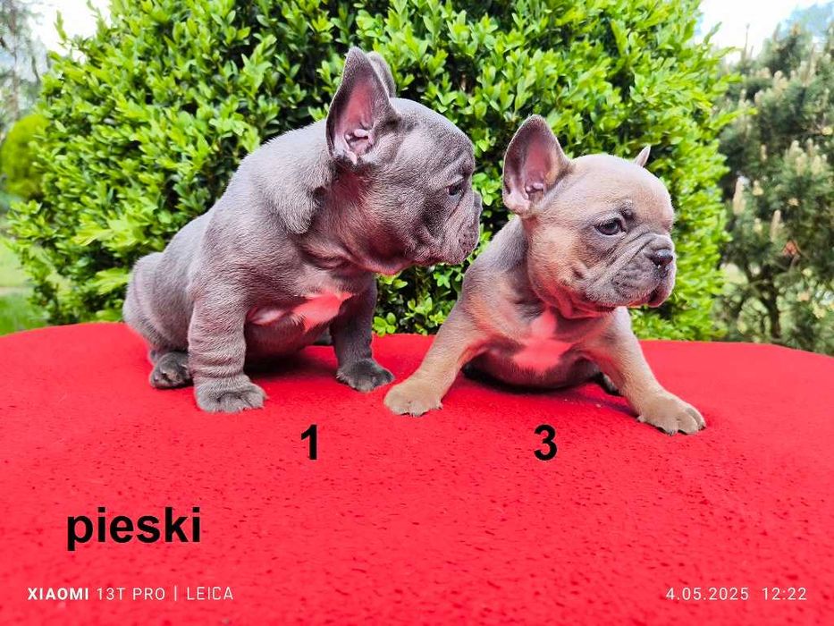 Piękny piesek Jankes buldog francuski błękitny