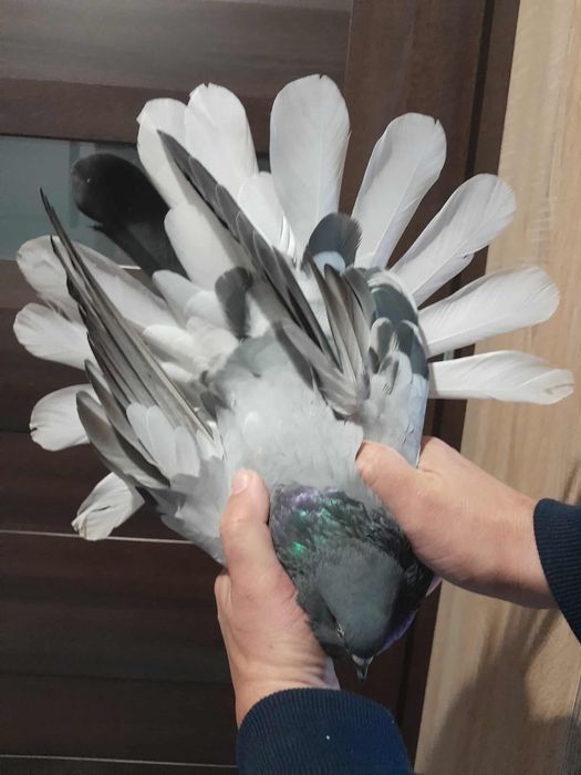 Sprzedam orliki siwe