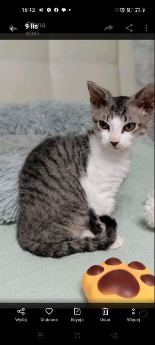 Devon Rex kotka 3,5 miesieczna