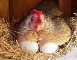 Інкубаційне яйце, инкубационное яицо