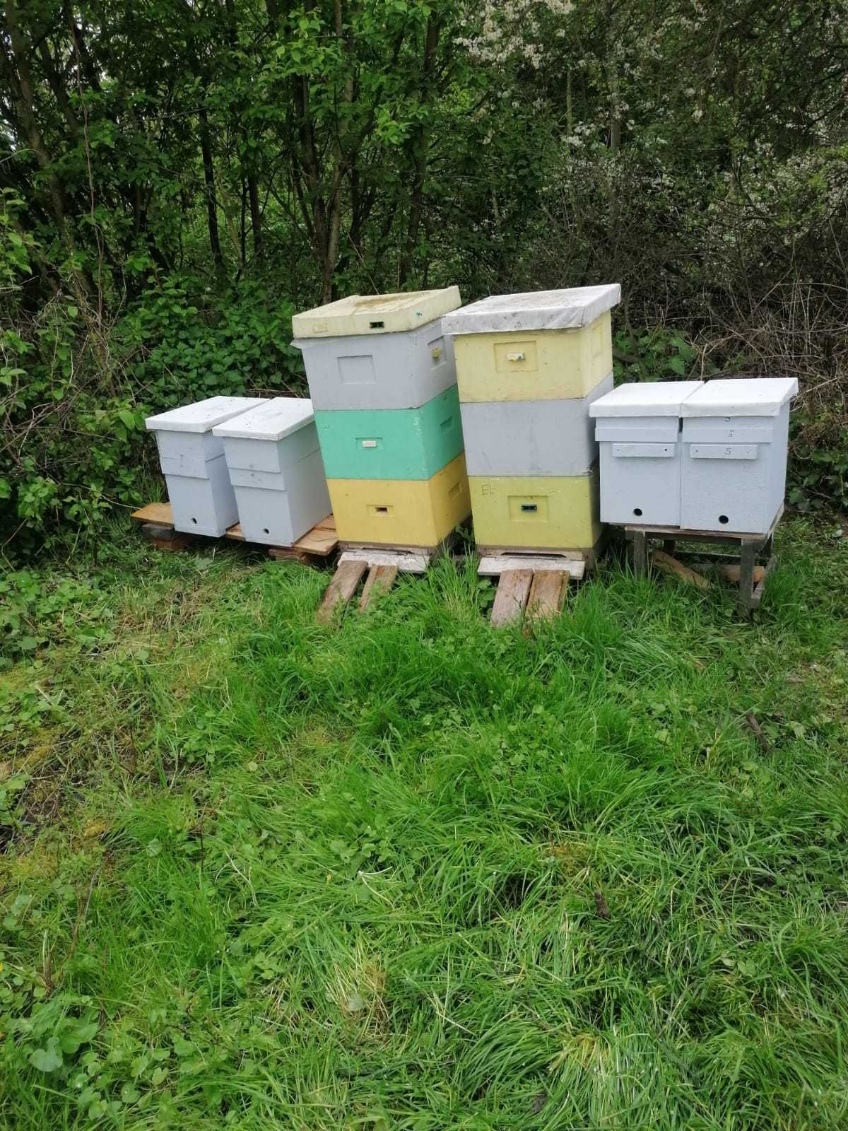 Odkłady pszczele na ramce