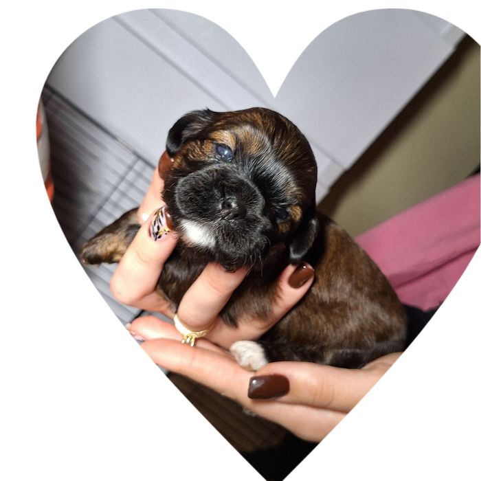 Shihtzu szczeniak