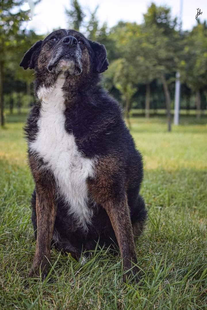 Na spacerach jeszcze potrafi się uśmiechać. Pies do adopcji!