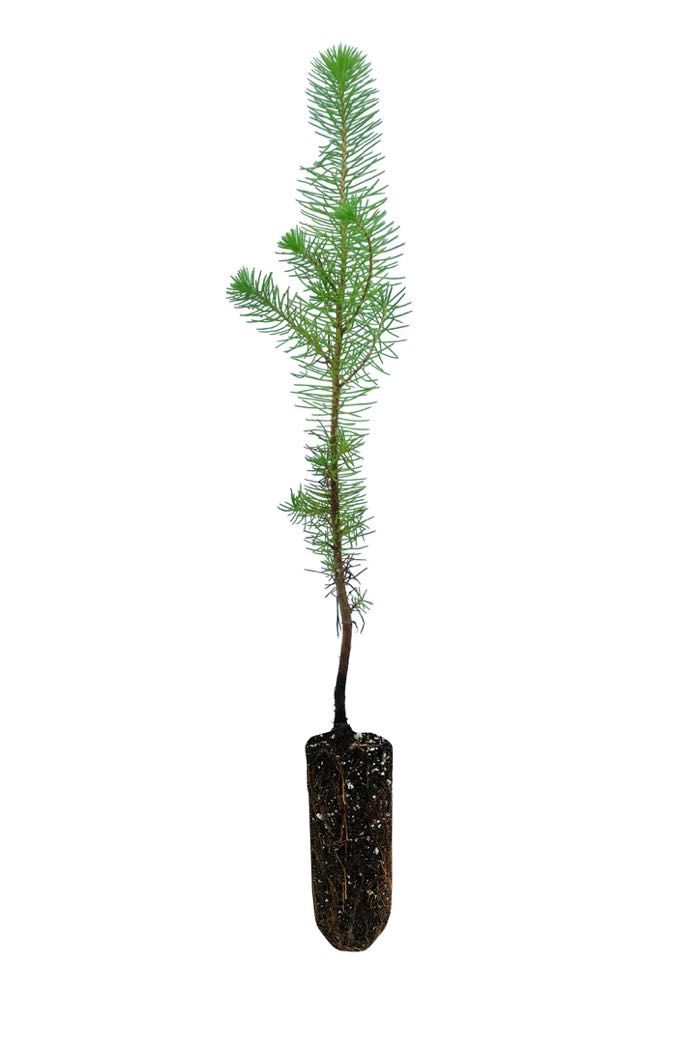 (50xUn.) Pinheiro Manso - Stone Pine (Pinus pinea)