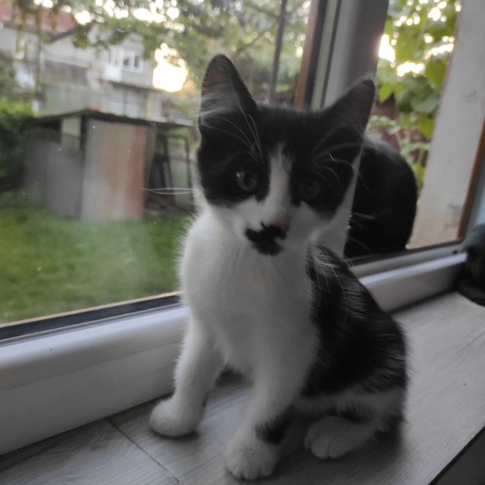 Котик в хороші руки