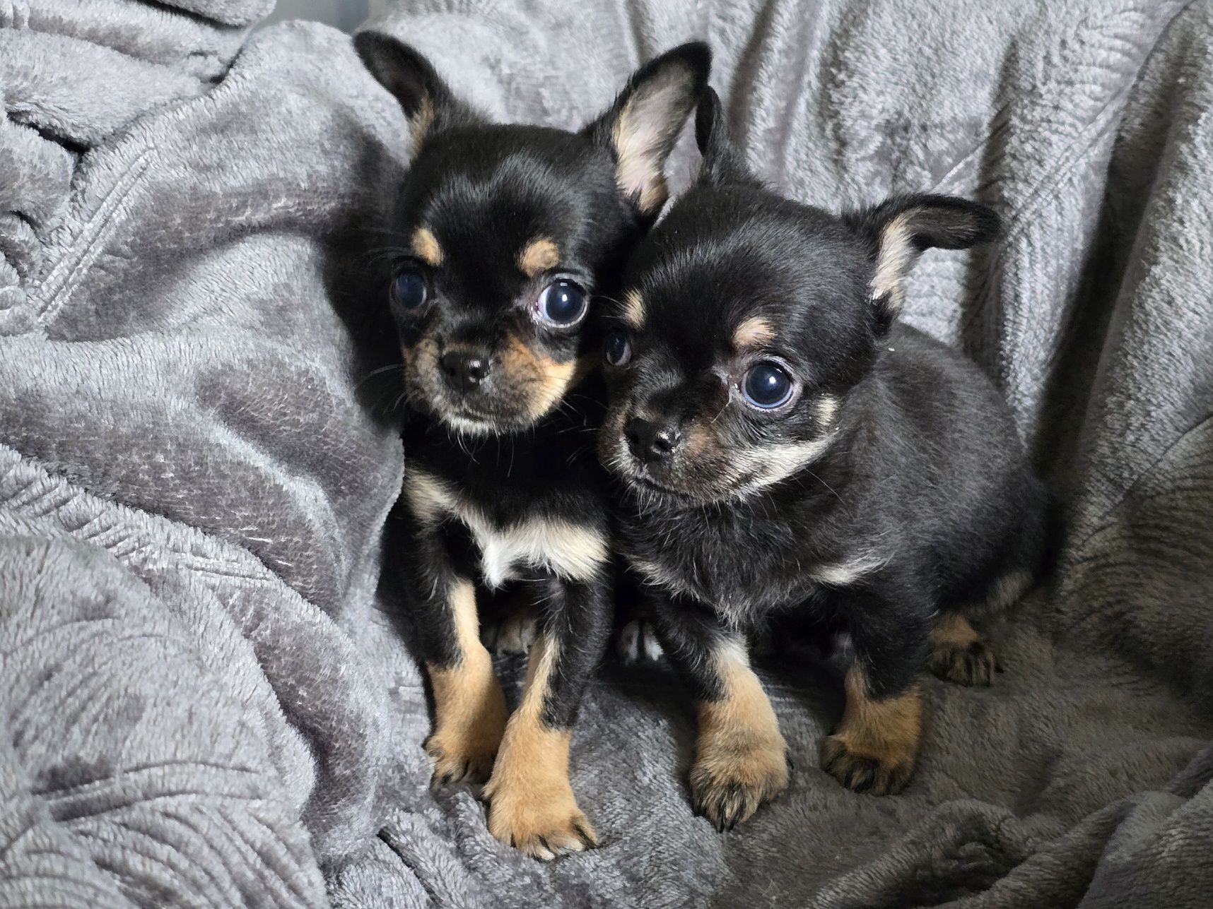Chihuahua sprzedam