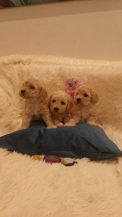 Чудесные щенки пуделята ищут семью