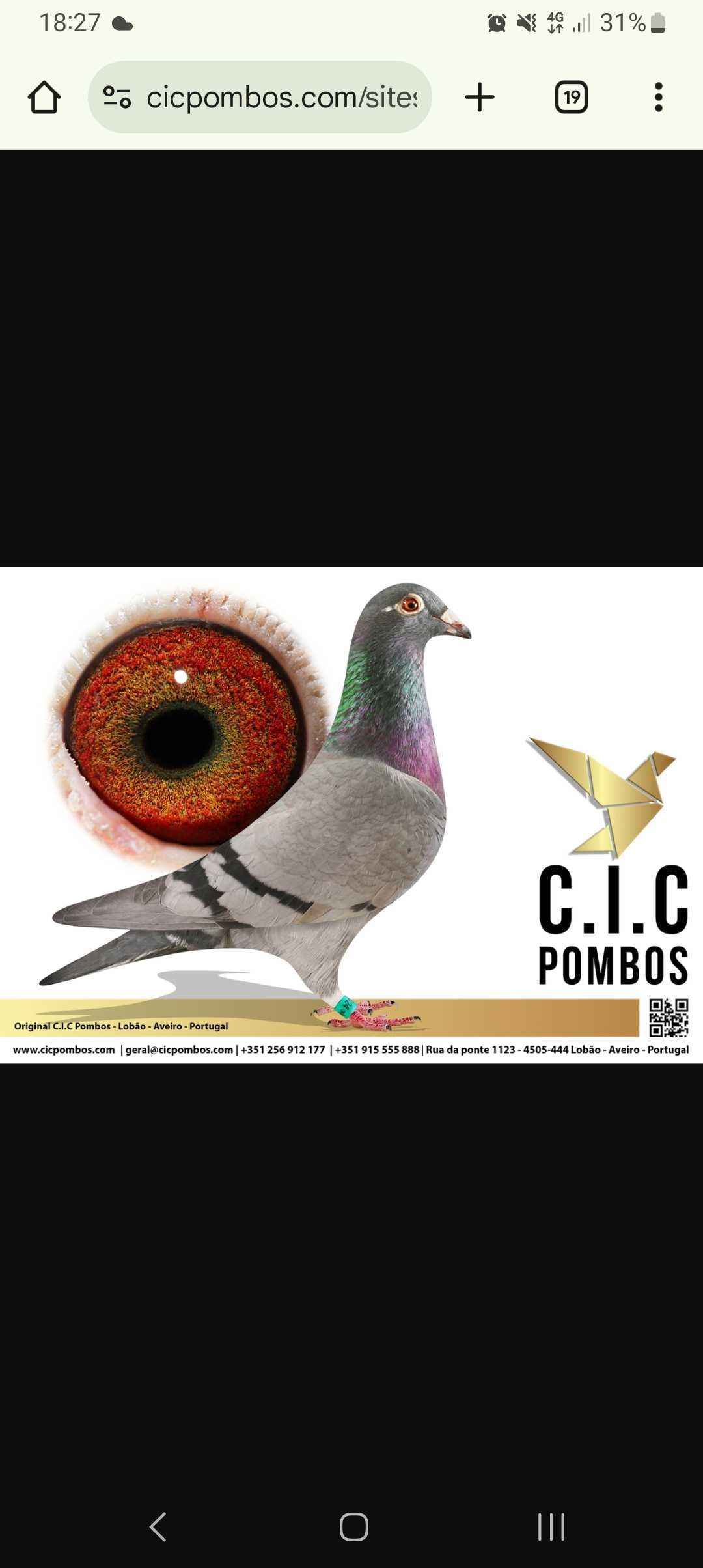 Pombos  correios