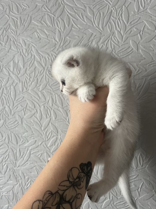 Кошенята сріблястої шиншили