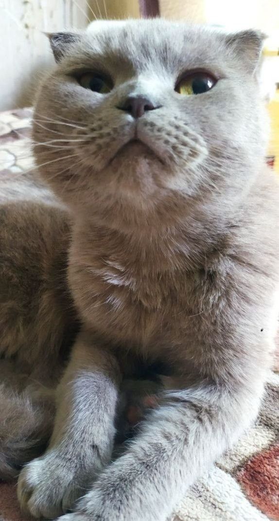 Шотландские вислоухие котята скоттиш фолд и скоттиш страйт