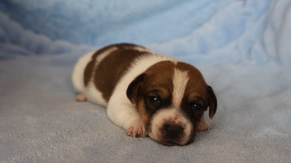 Jack Russell Terrier z hodowli "BREFIO"/badania genet./odbiór XII