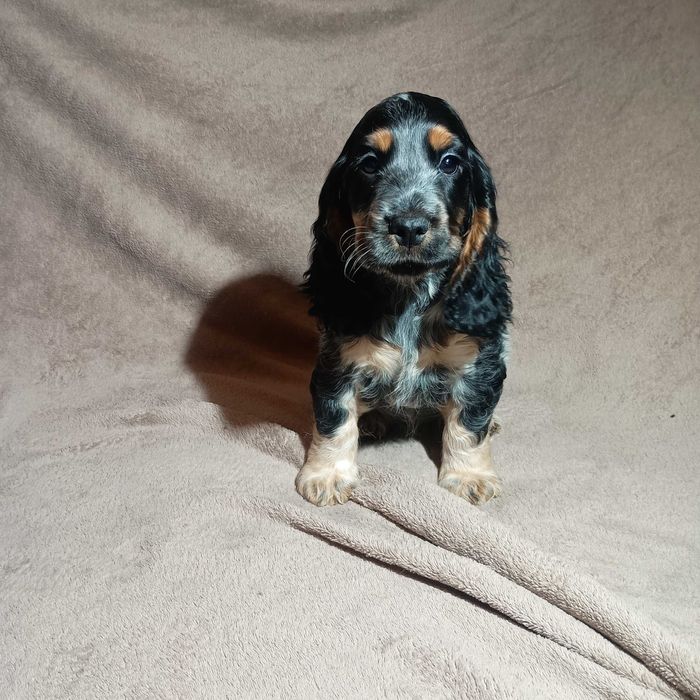 Cocker spaniel angielski