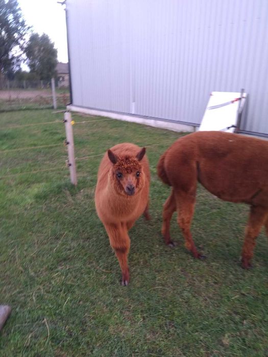 Młody samiec alpaki 7 miesięcy