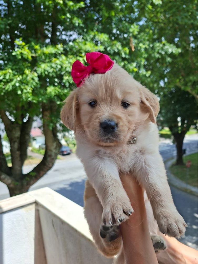 Golden Retriever com LOP