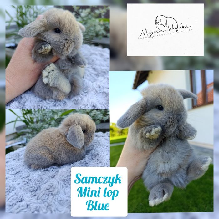Królik króliczek mini lop hodowla zarejestrowana