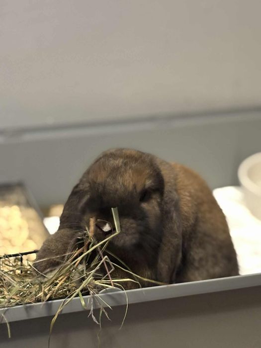 Na sprzedaż królik za grosze