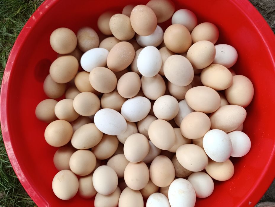 Продам яйця оптом
