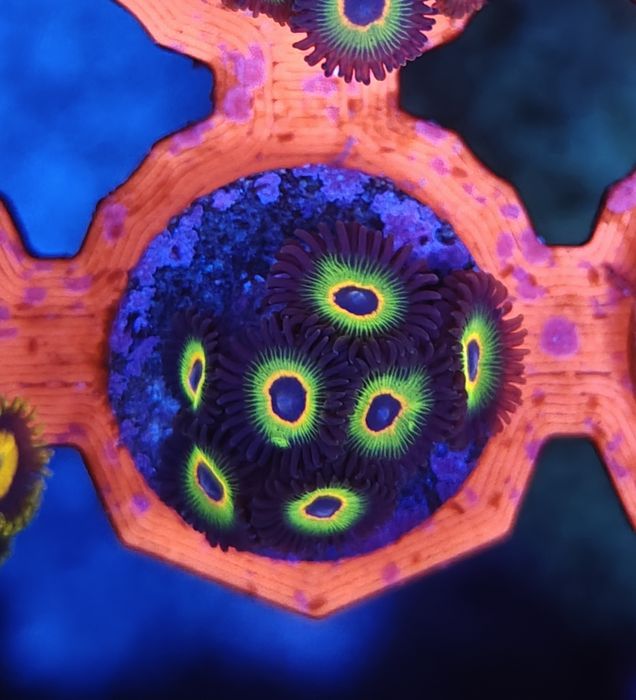 WWC Bob Marley Zoanthus, Corais de água salgada